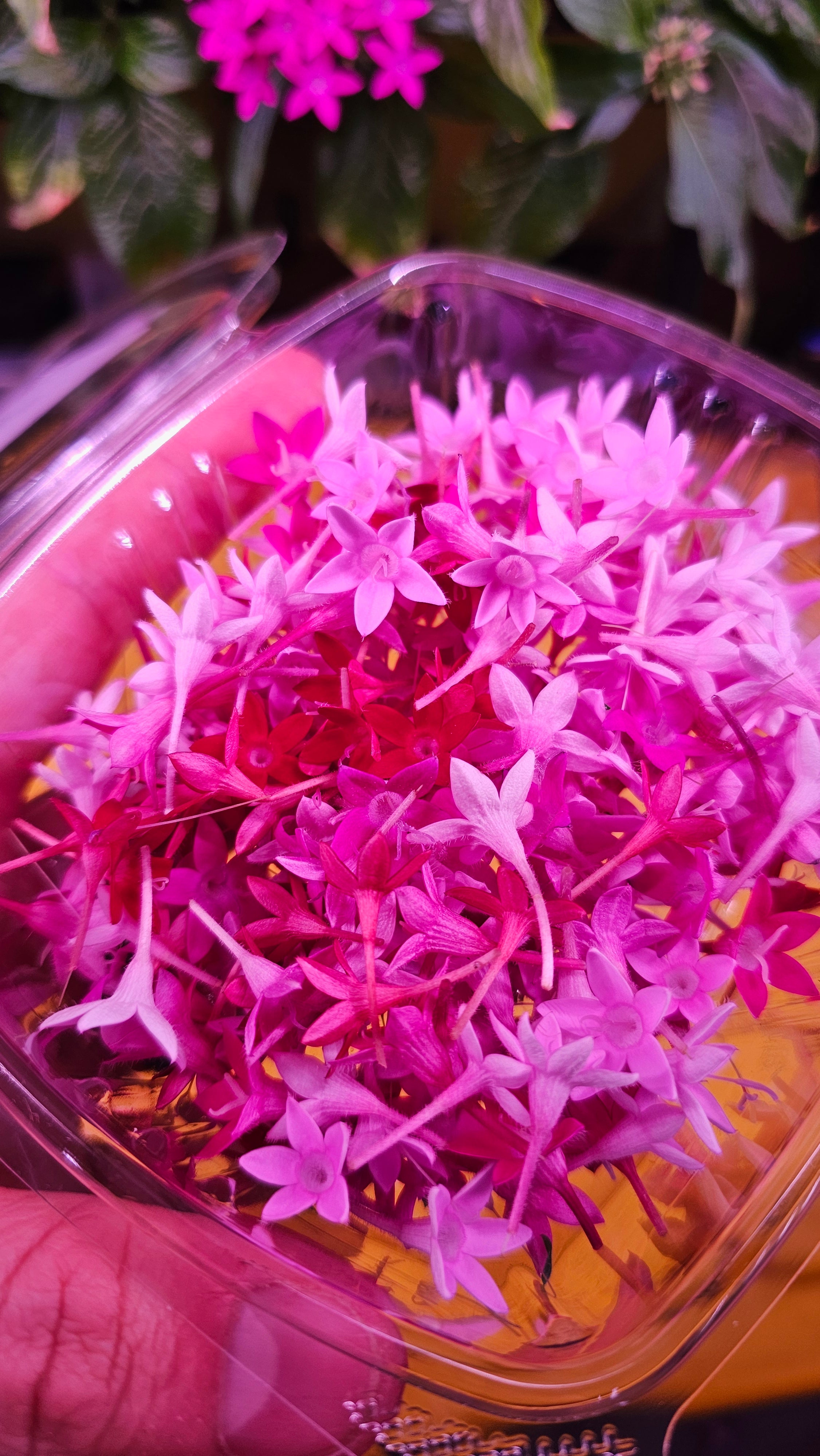 Lucky Stars Assortment Flowers 100ct