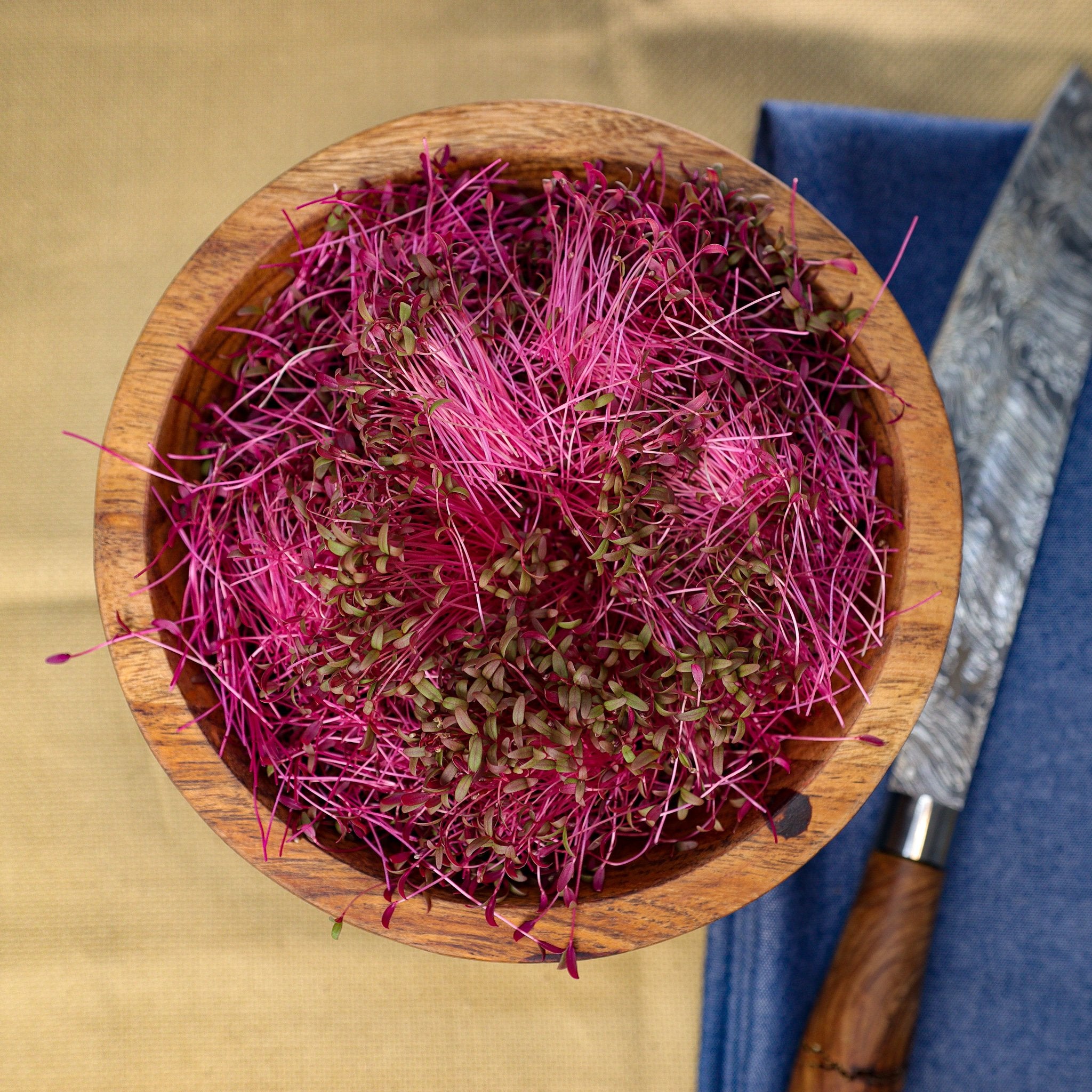 Red Garnet Amaranth