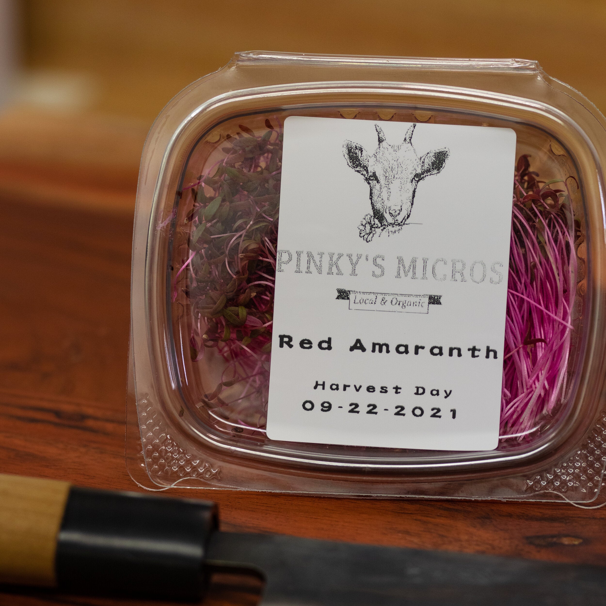 Red Garnet Amaranth