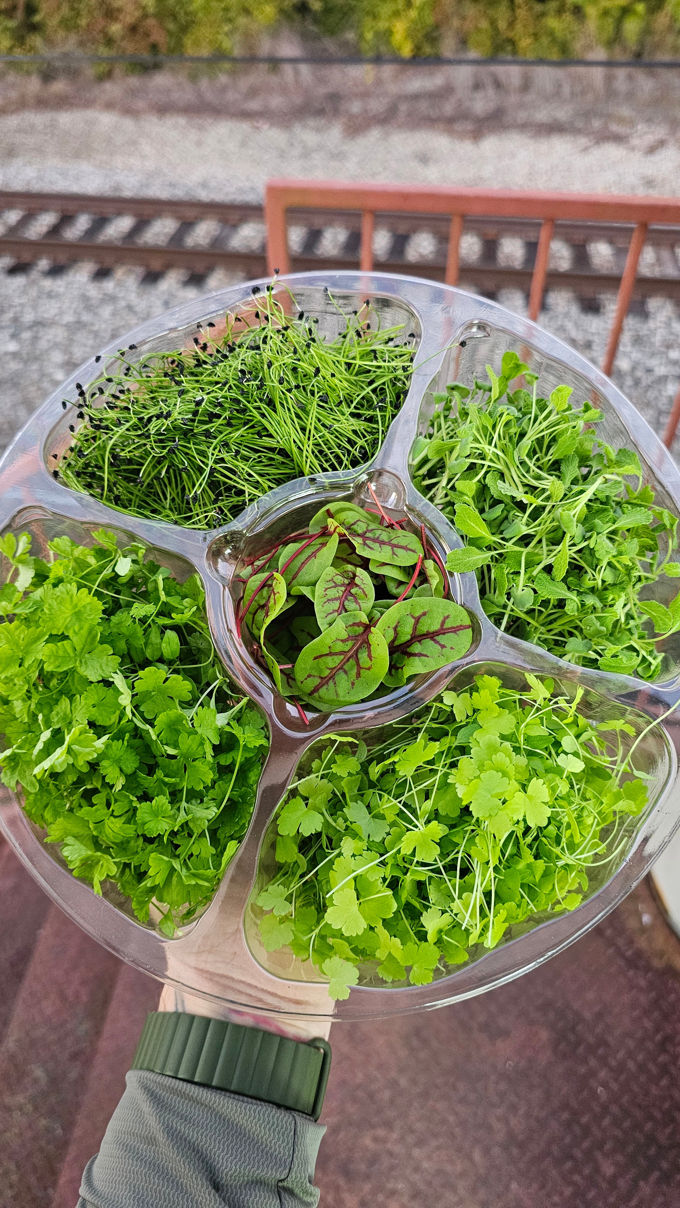 Thanksgiving Herb Kit