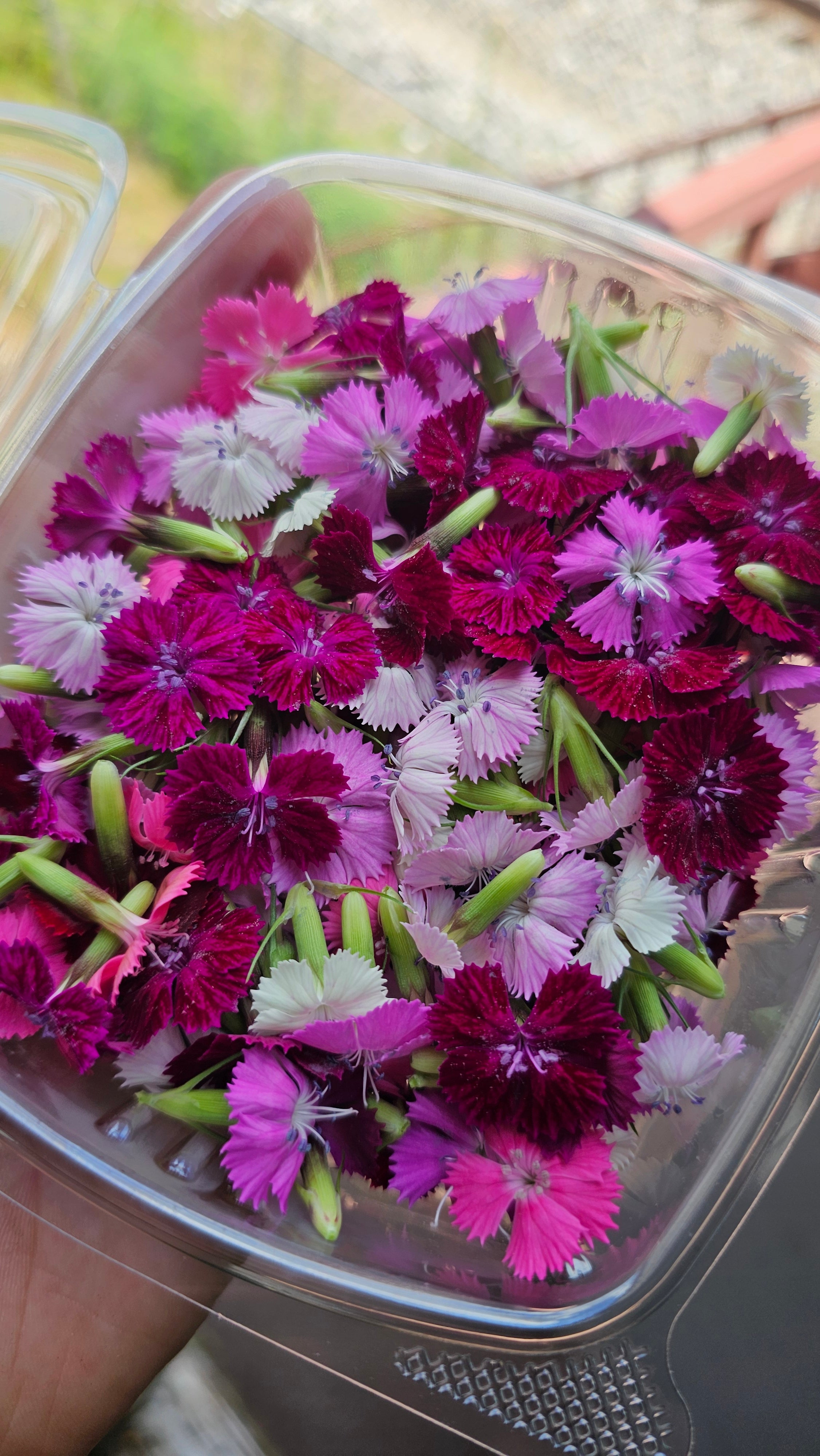 Dianthus Assortment Flowers 50ct