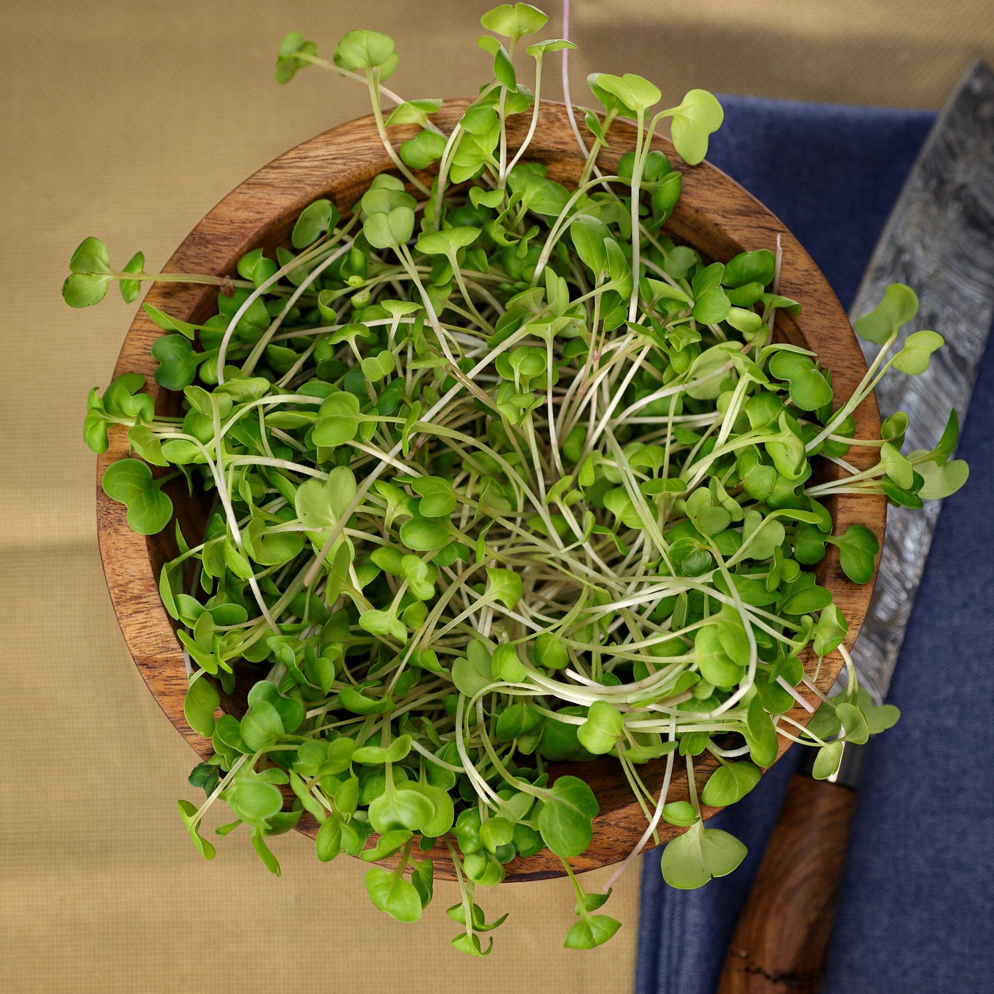 Rose Radish-SQ5481234