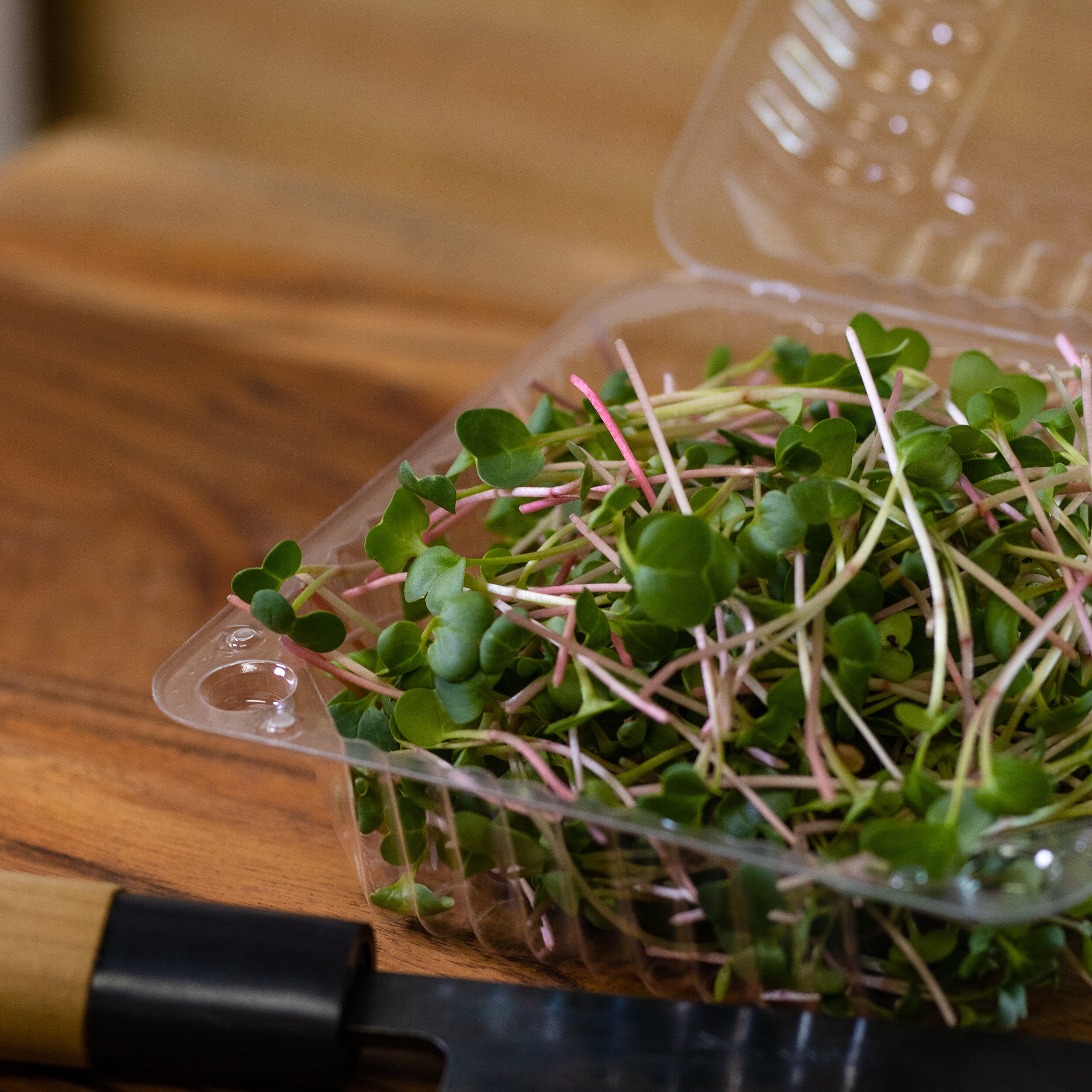 Rose Radish-SQ5481234