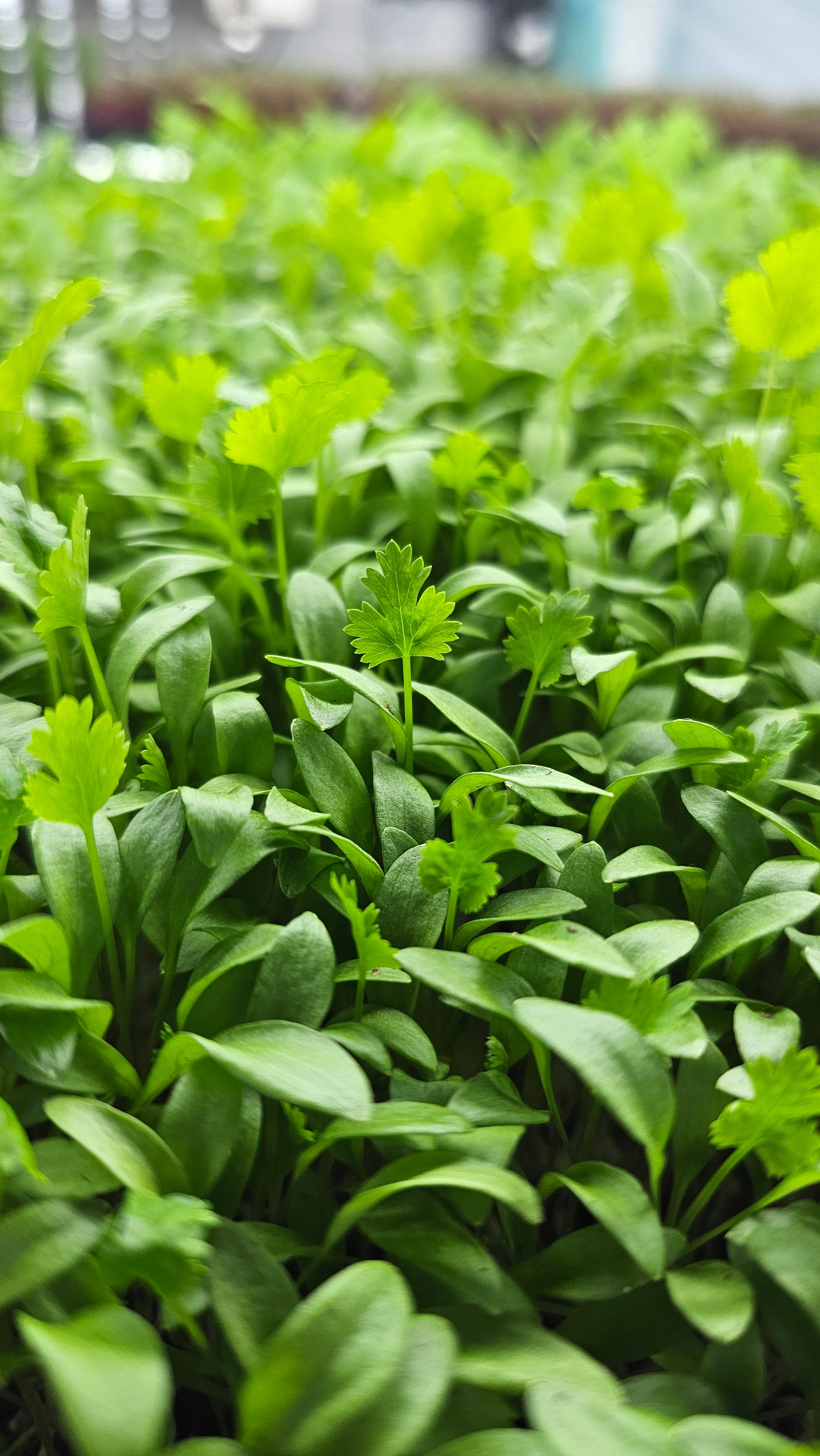 Cilantro