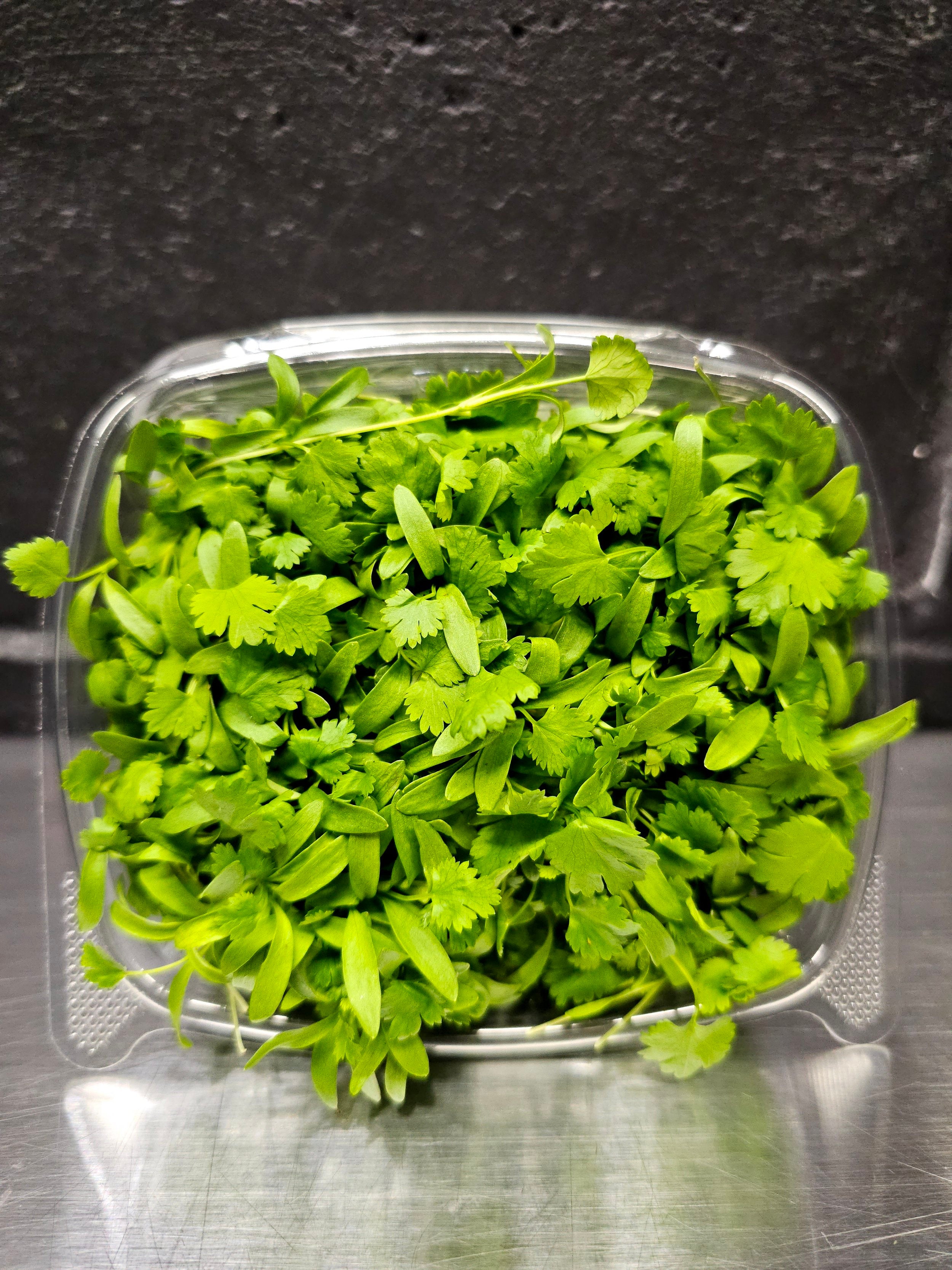 Cilantro