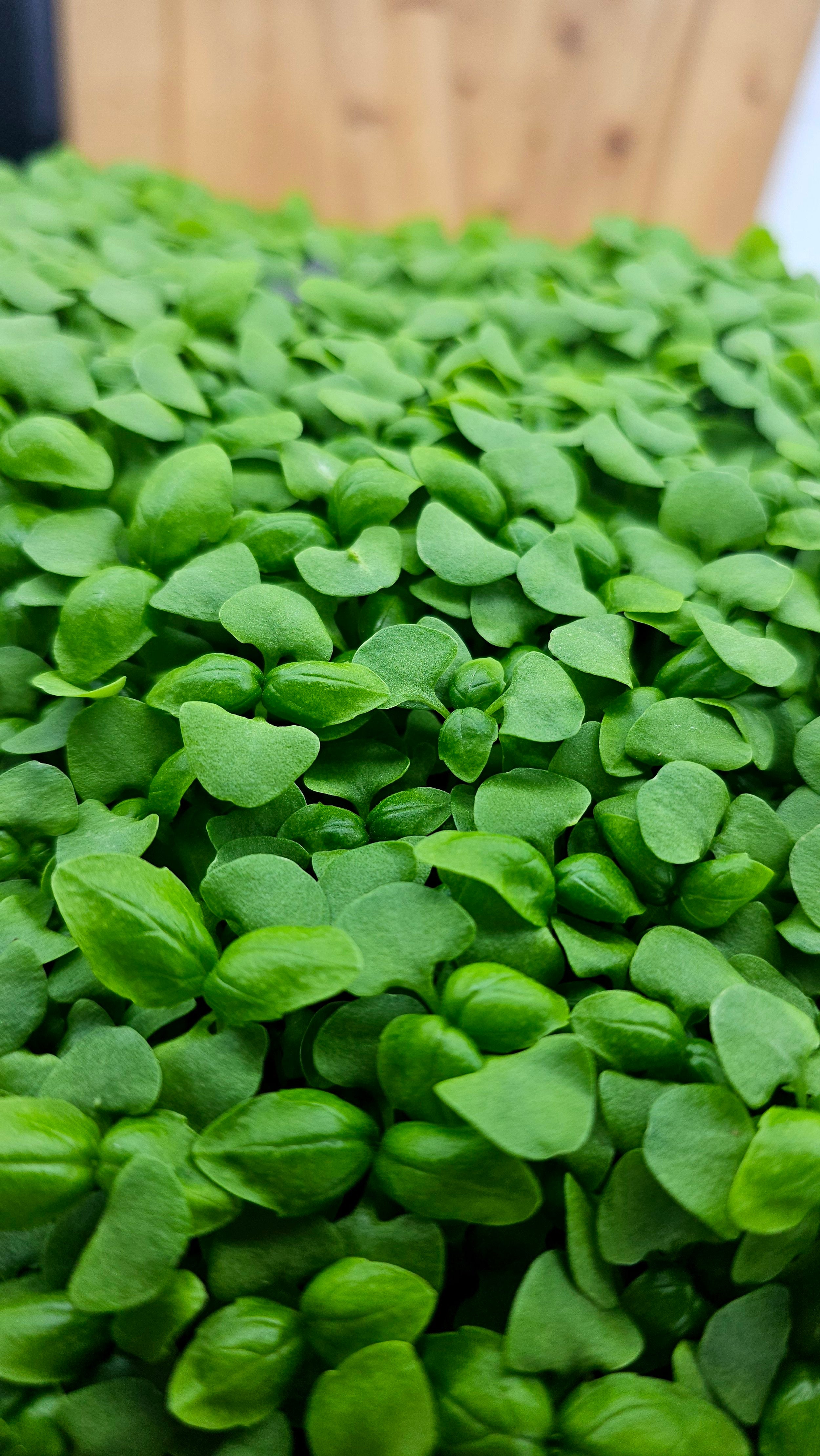 Basil-Genovese